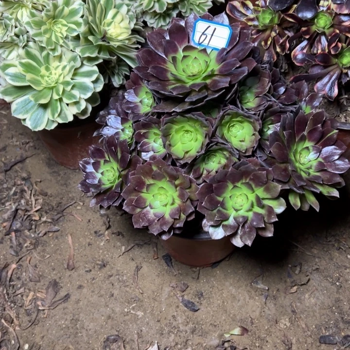 多肉植物黑美人61