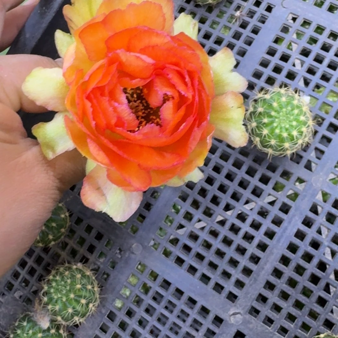 301丽花金牡丹歪无根侧牙3公分左右