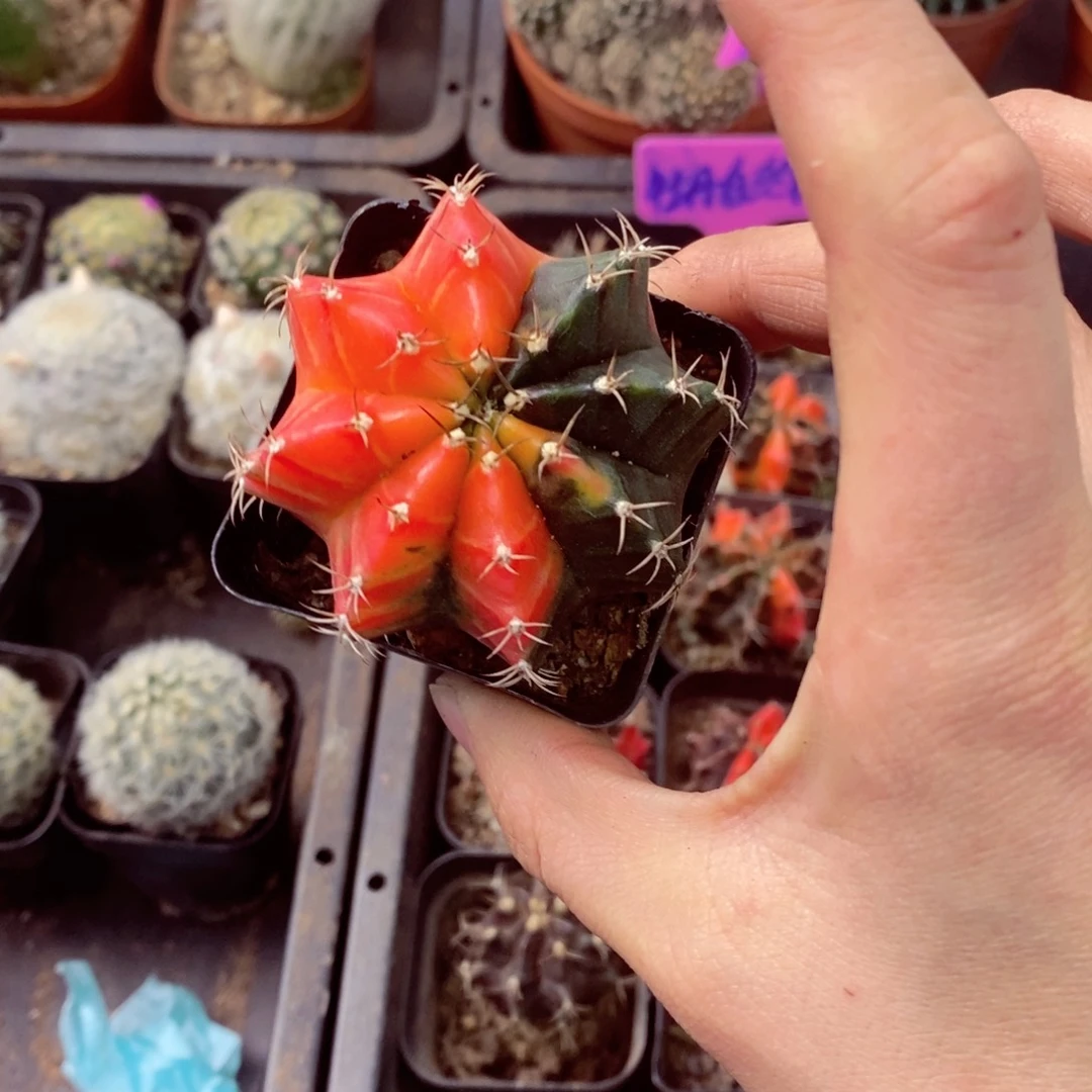 一物一拍一颗无售后