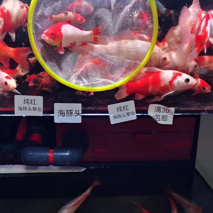海水鱼草金十二红