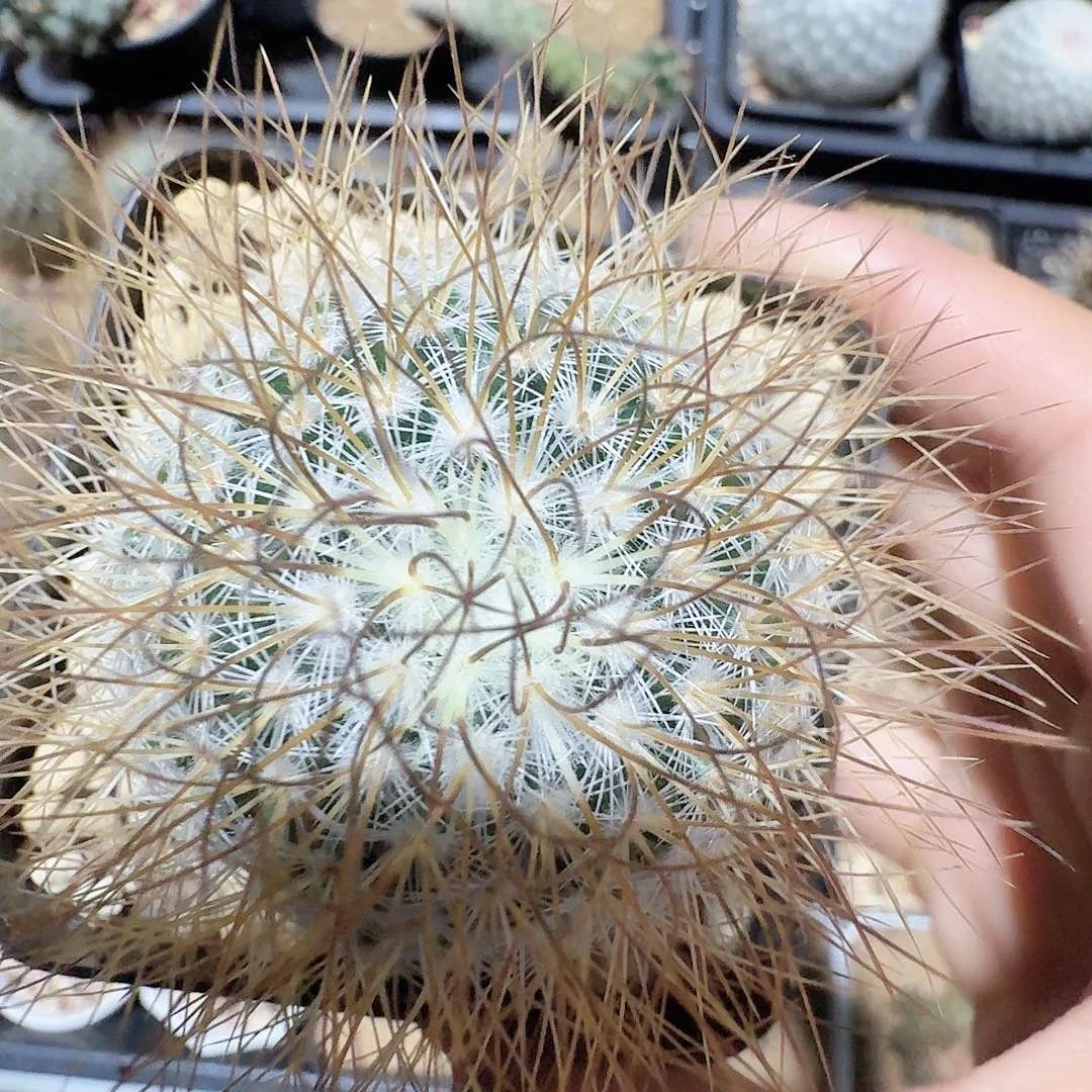 实生海泉脱土发货