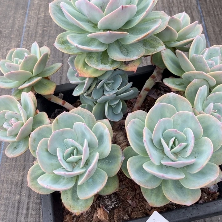 棠颂花卉一物一拍 白凤 丫头