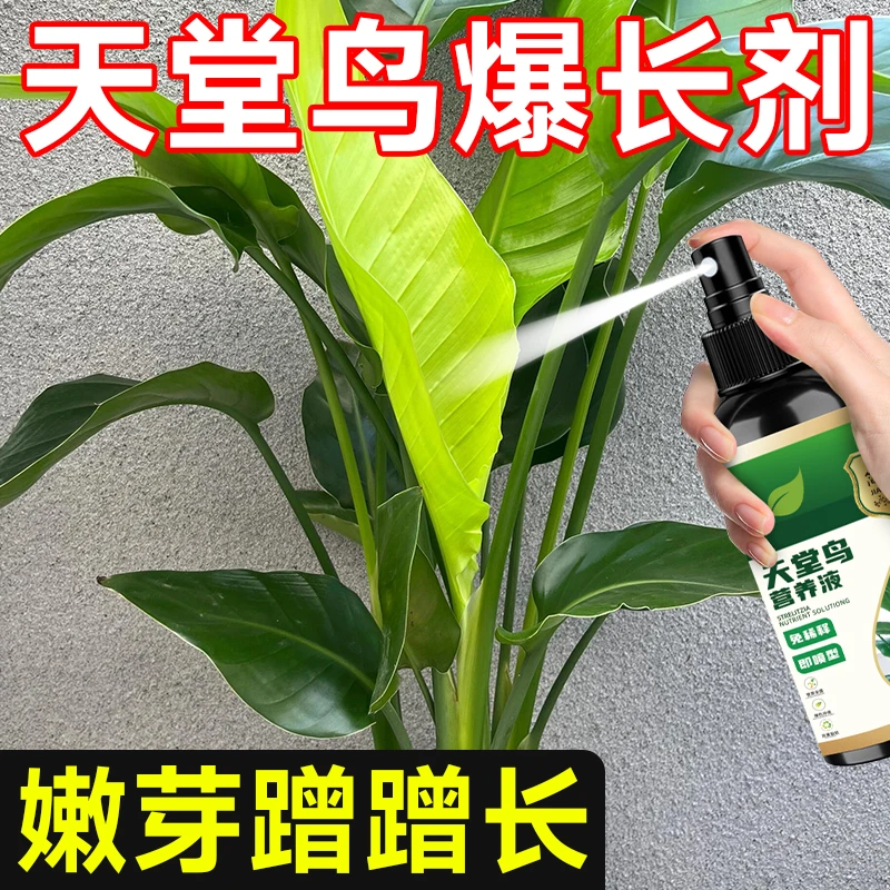 天堂鸟专用营养液急救黄叶裂叶卷边枯萎壮根促绿增绿助生长专用肥