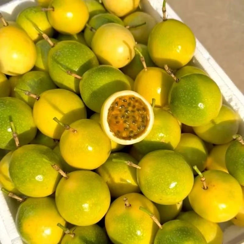 龙岩象洞新鲜现摘头茬饮蜜9号黄金百香果海神