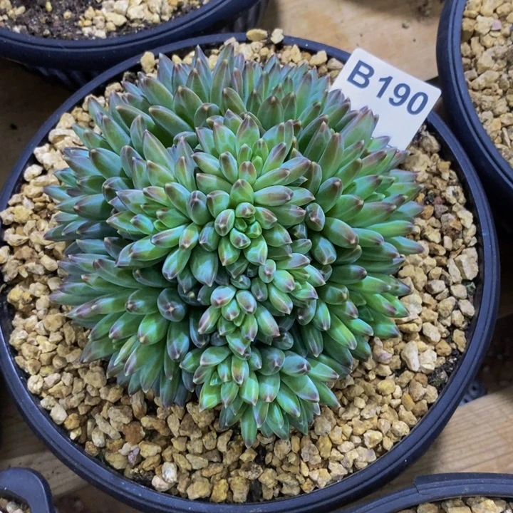 在家闲不住吗笑不