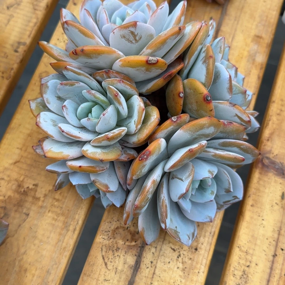 多肉植物一物一拍