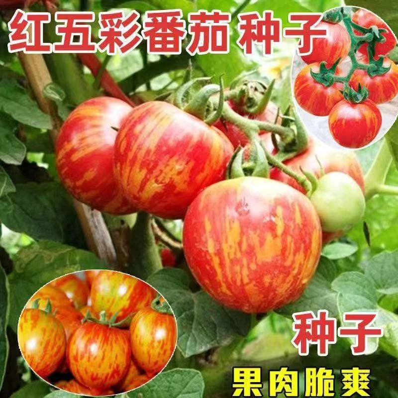 H108红五彩番茄种子红色斑马西红柿蔬菜种子