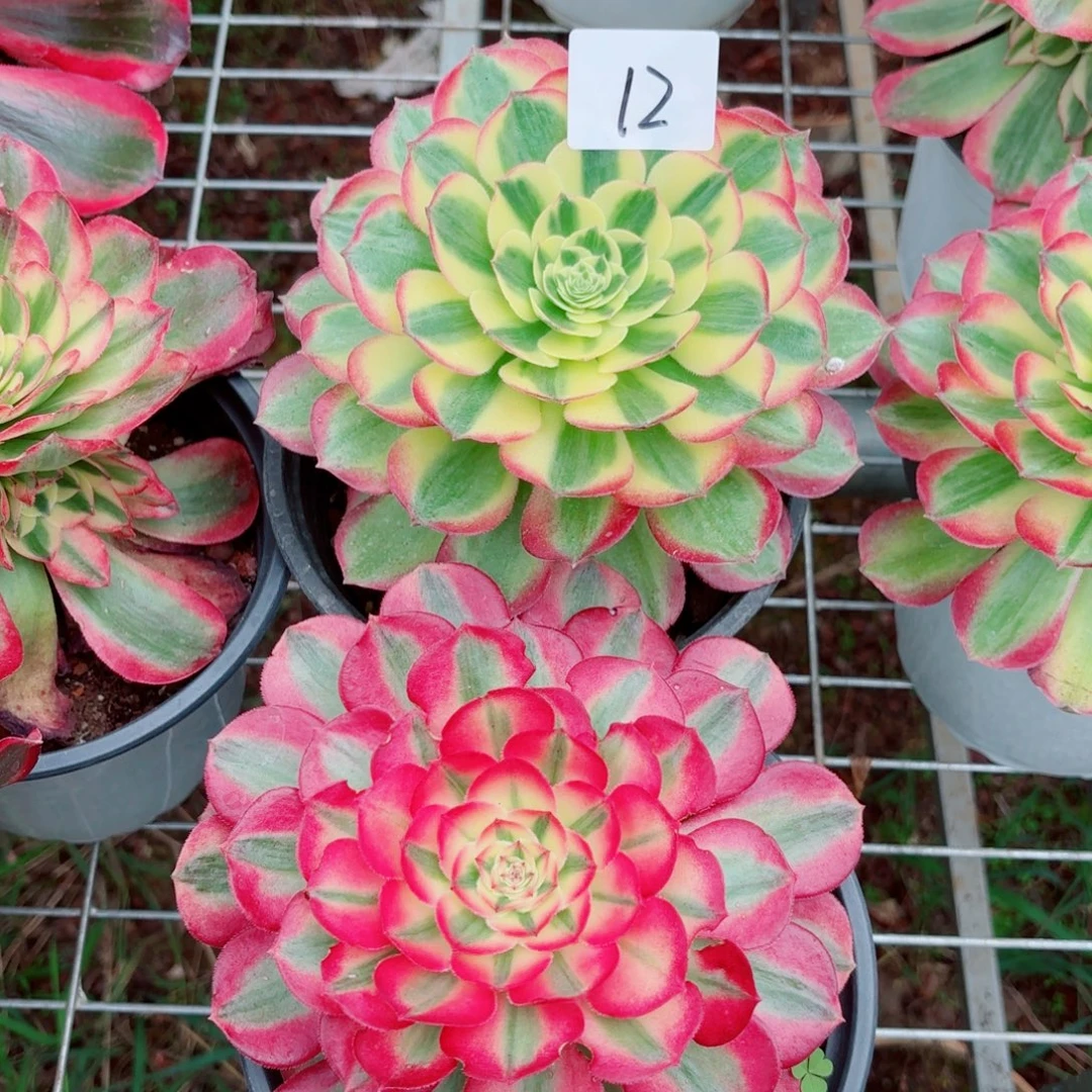 一物一拍多肉法师12