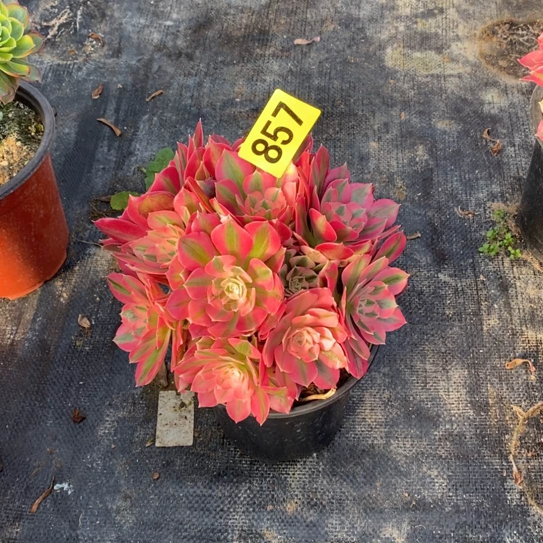 忆*粉女巫多肉法师从林857