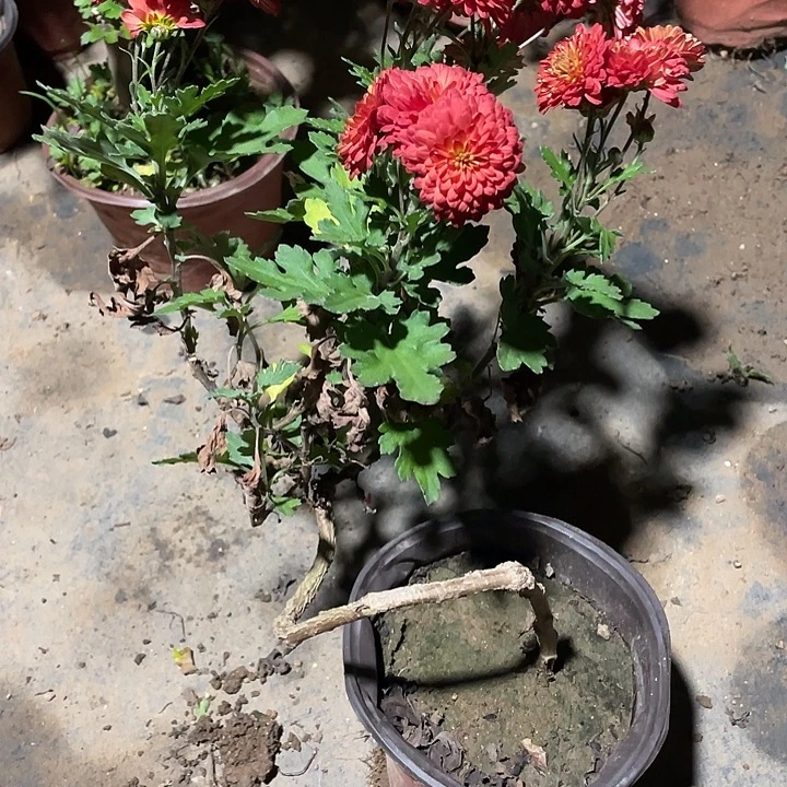 W***l完全开放35菊花菊花菊花开火鸡