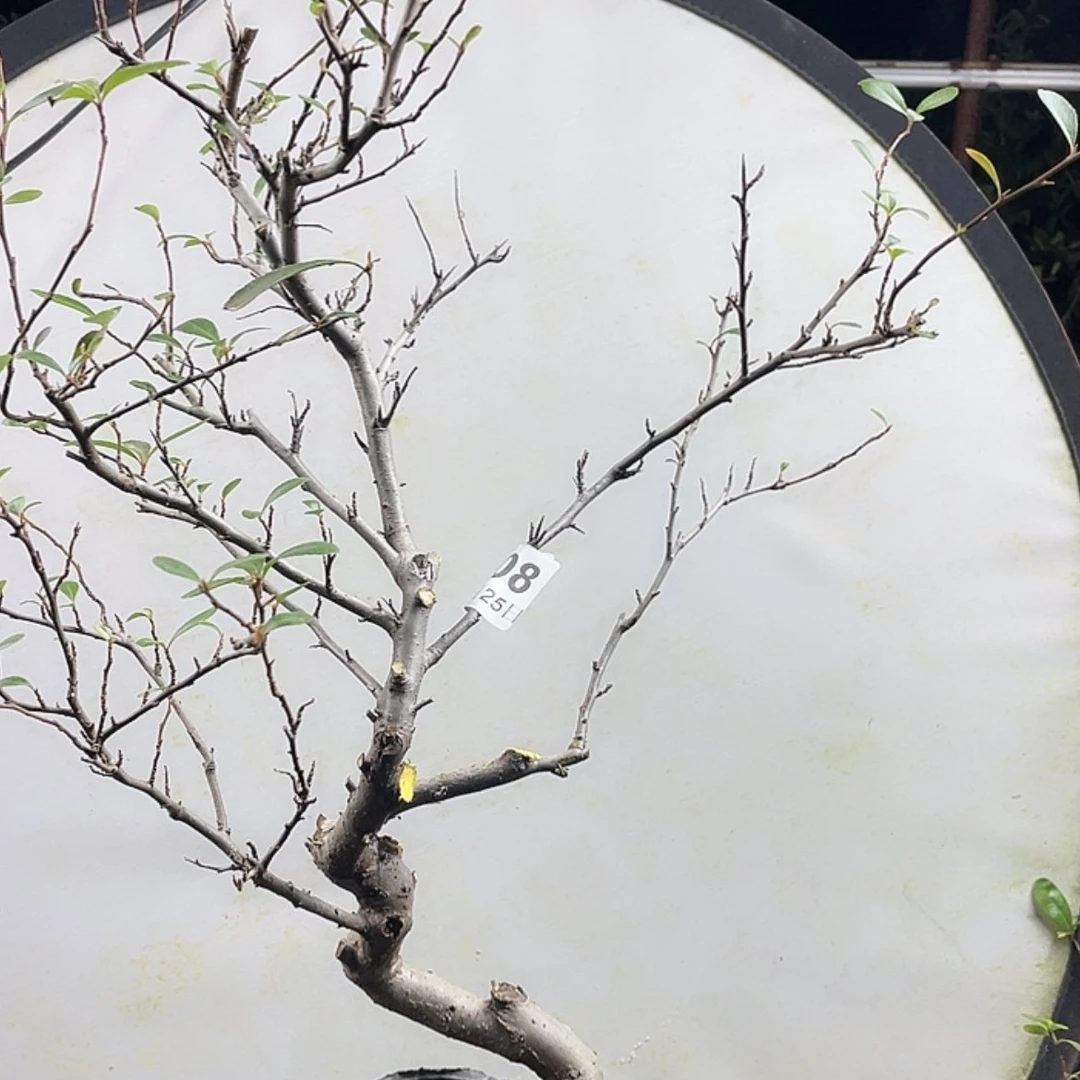 【闪购商品】无花朵08