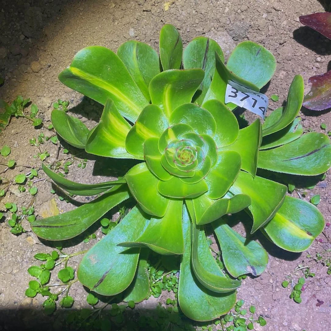 3714暴君多肉植物