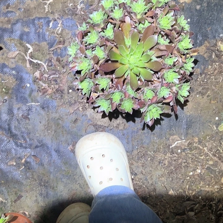 不售后法师一物一拍福利30