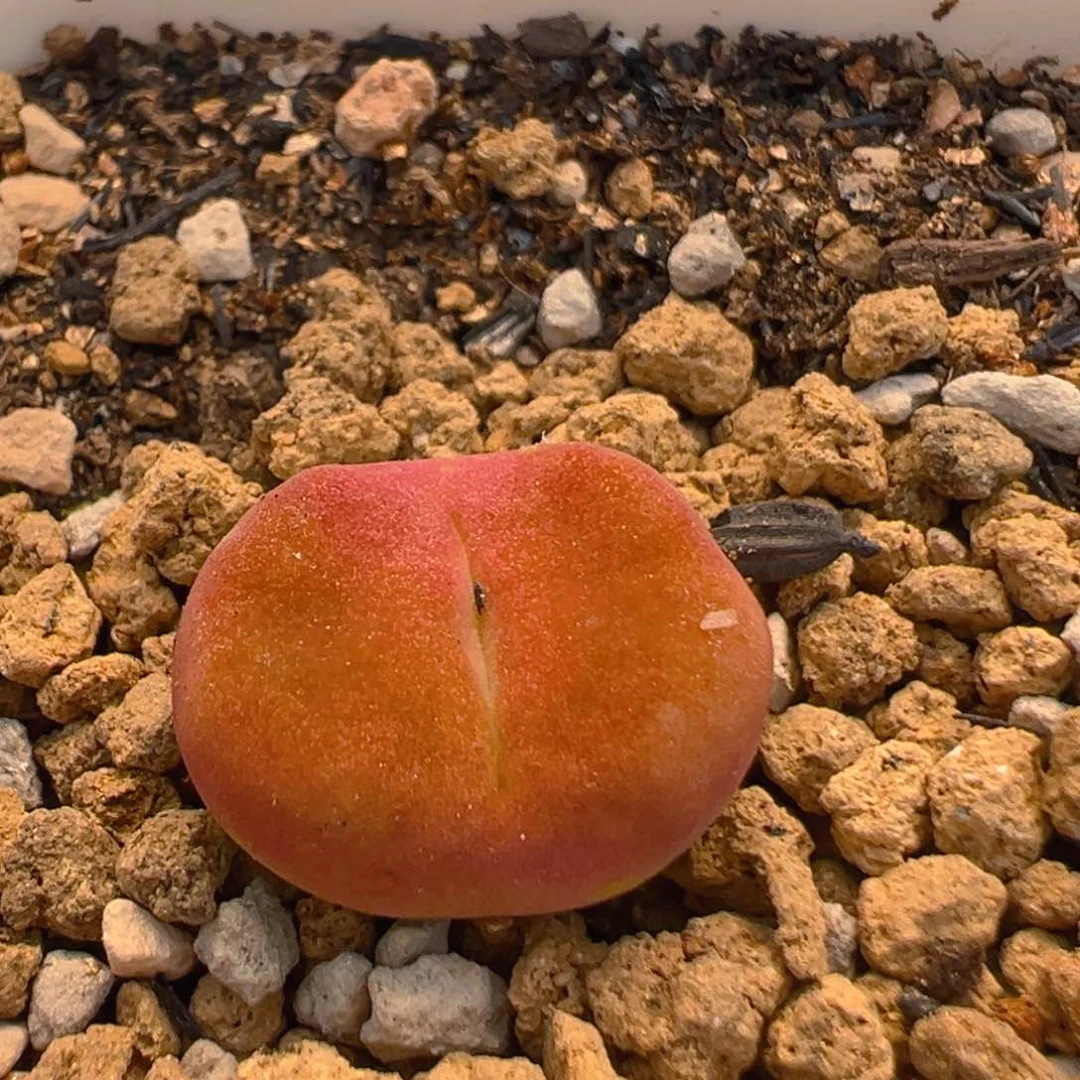 风****?36多肉植物百科知识