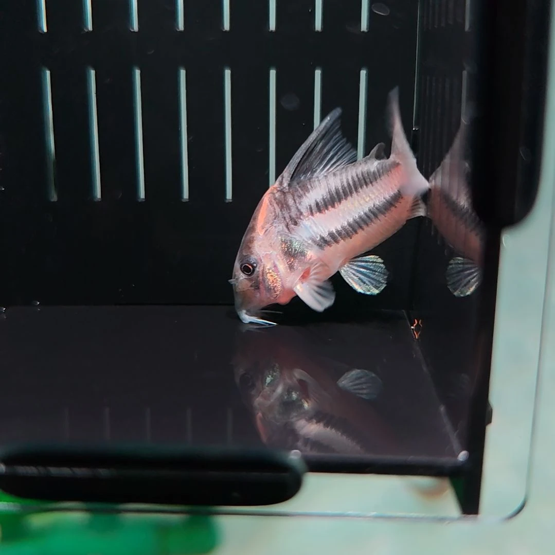 灯科鱼精选超级二线鼠鱼