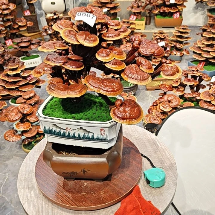 自*人灵芝盆景高端大气上档次