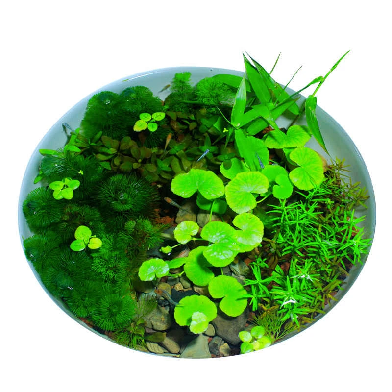 好养无需二氧化碳古法养鱼大水兰水草鱼缸造景剪叶发货植物