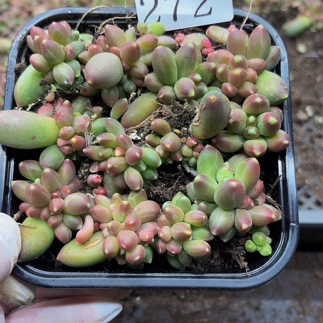 多肉植物多肉植物272