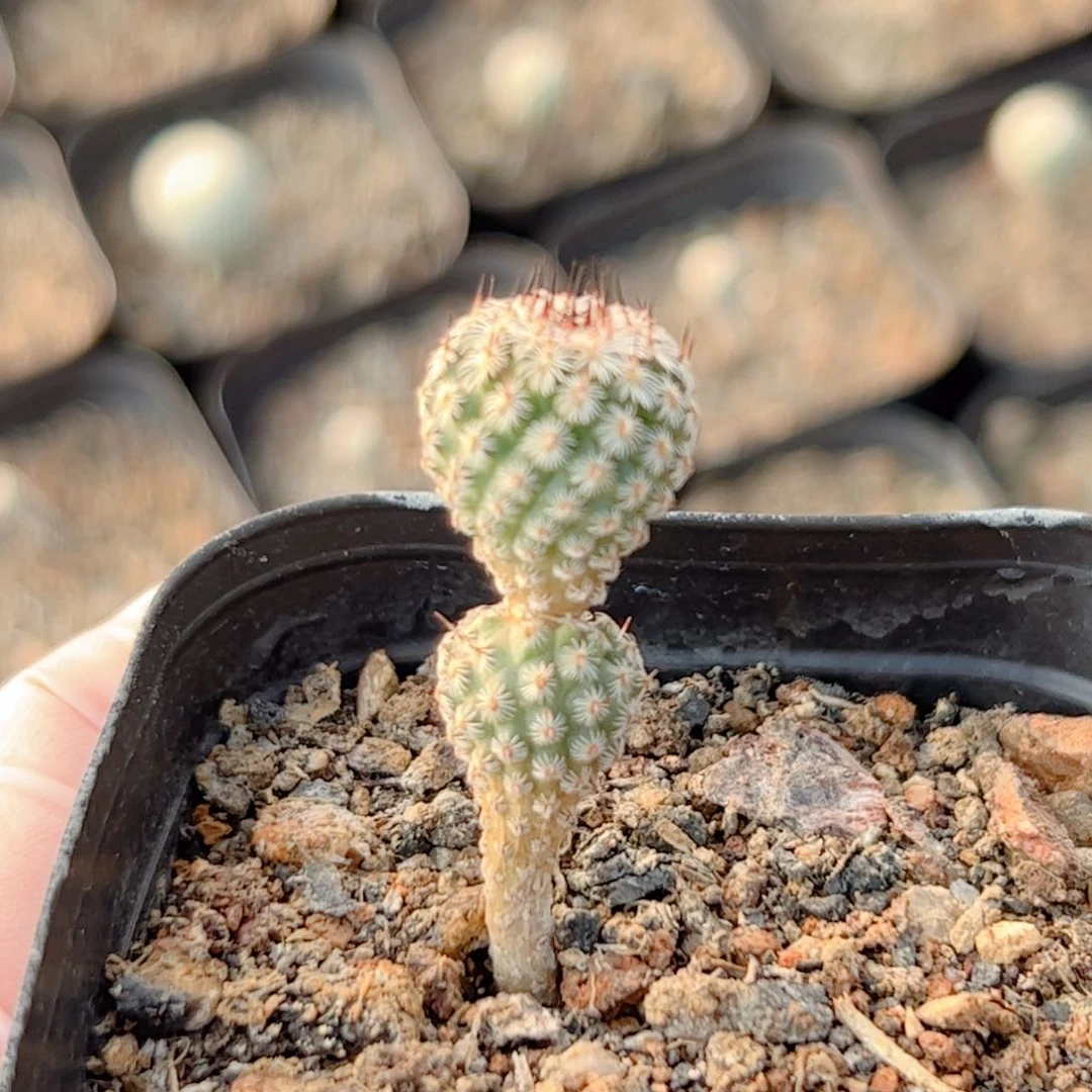 赤花美针玉实生仙人球