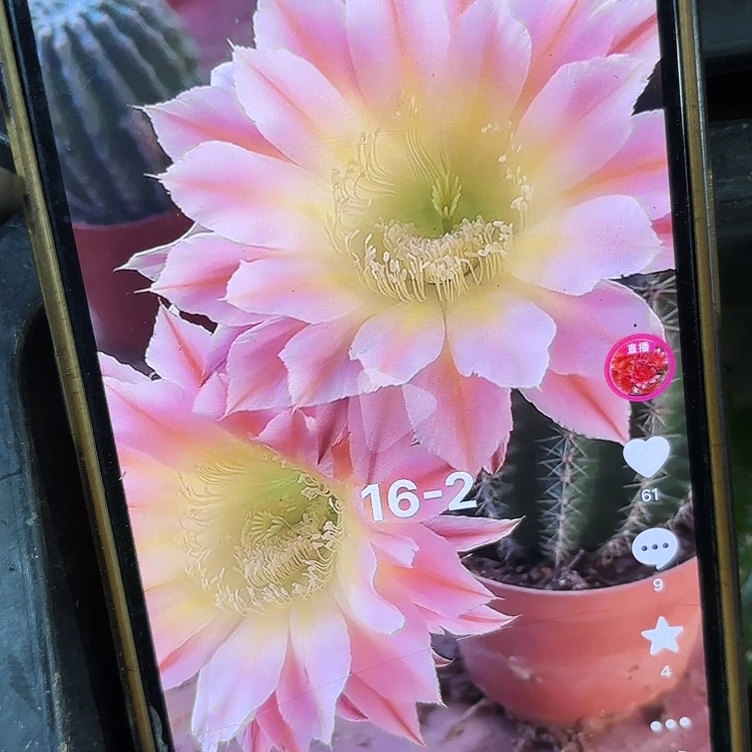 16-2彩侧牙20包邮21