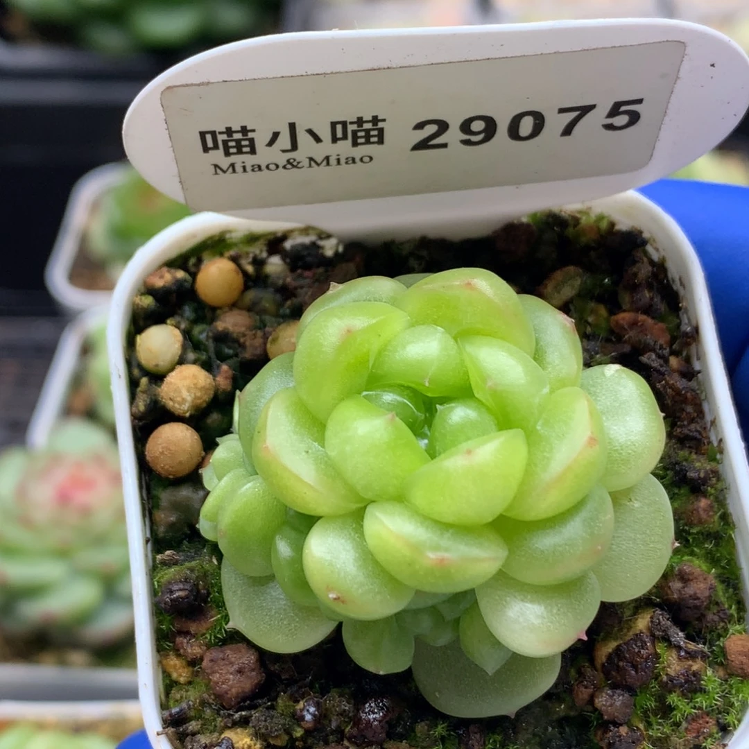 a***.多肉植物杂交珍妮