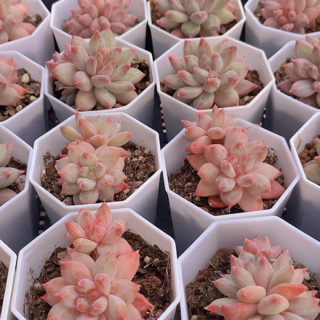 双头幻影美人3456788999900