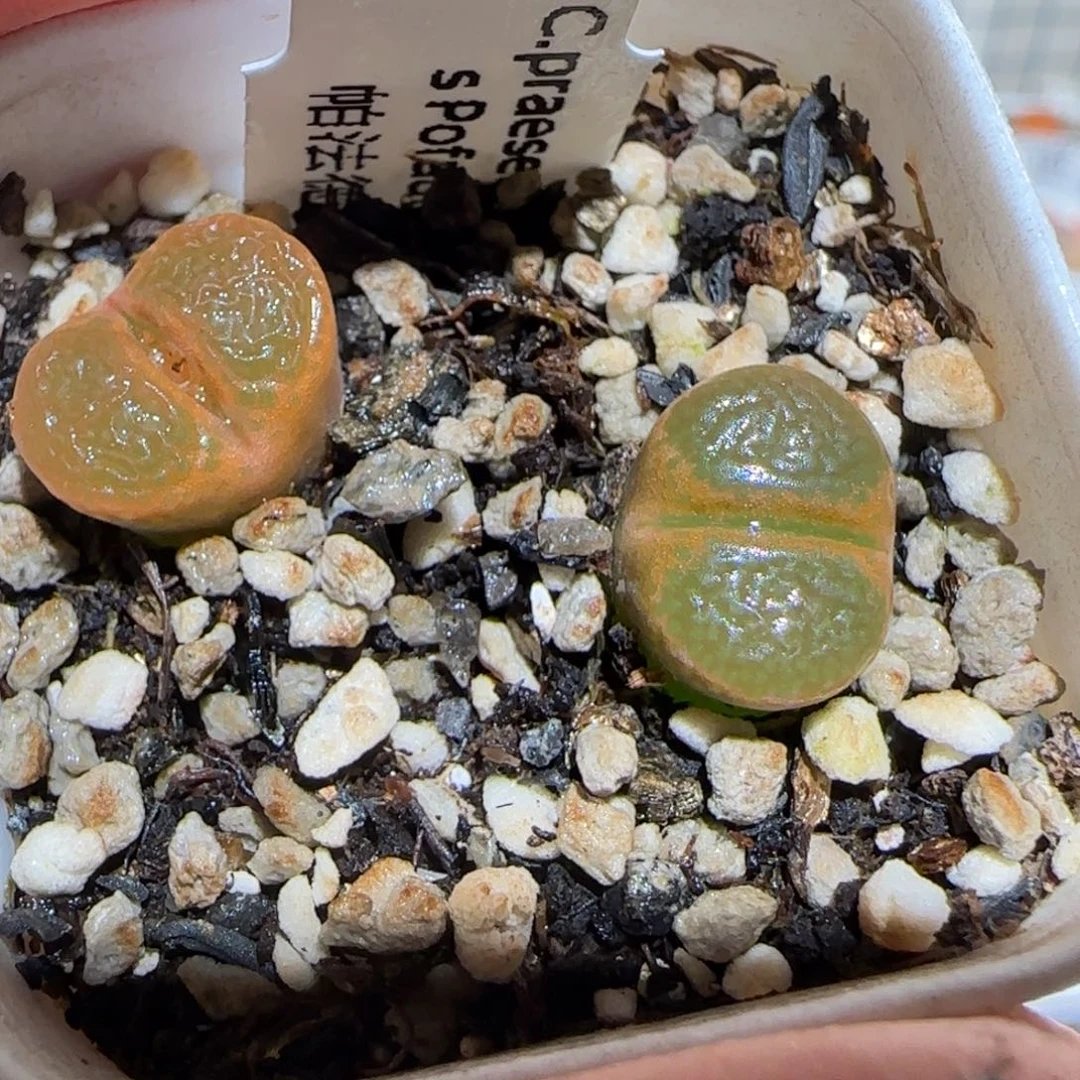 肉锥多肉植物百科-帕法德320