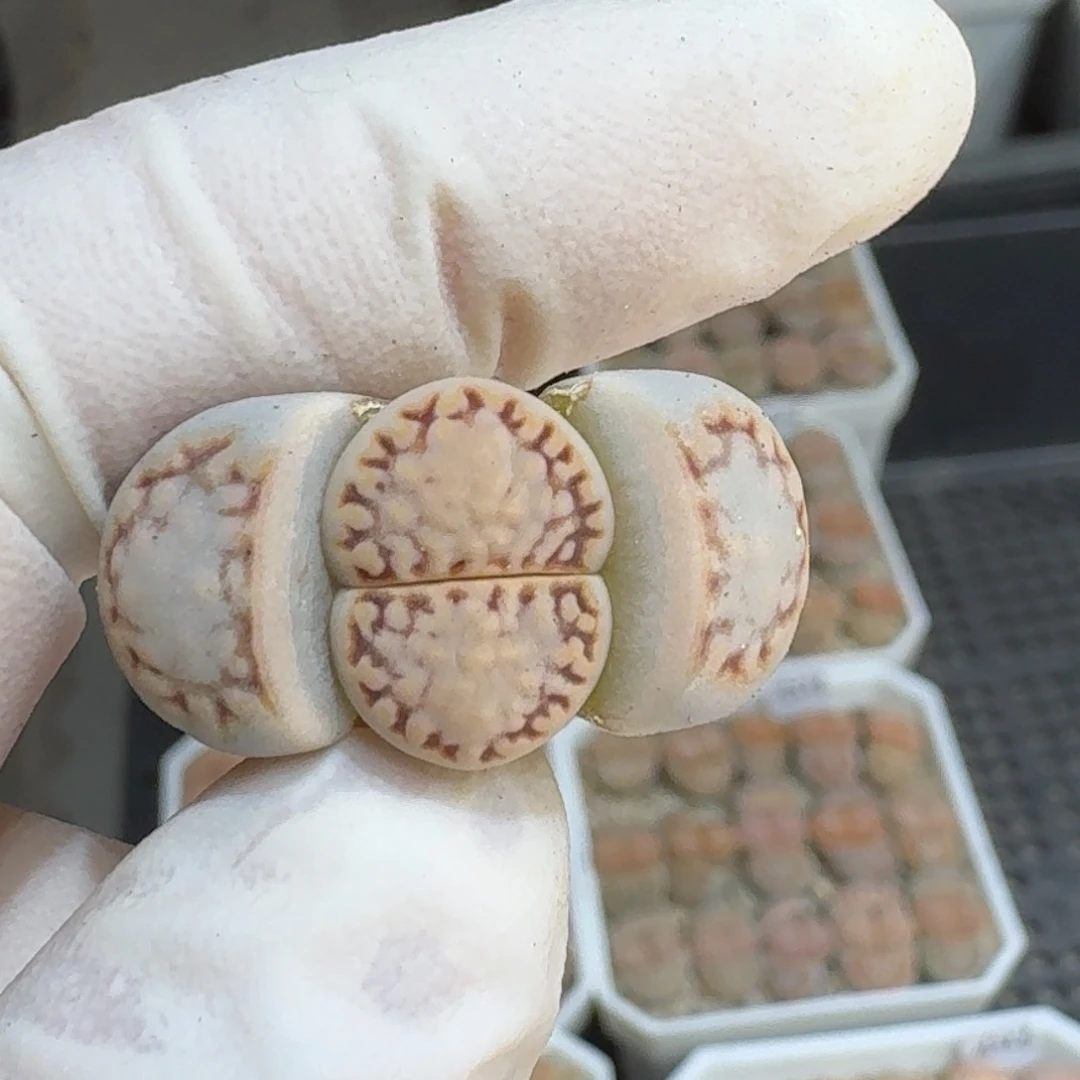 碎***?0213-30饼干1621.6