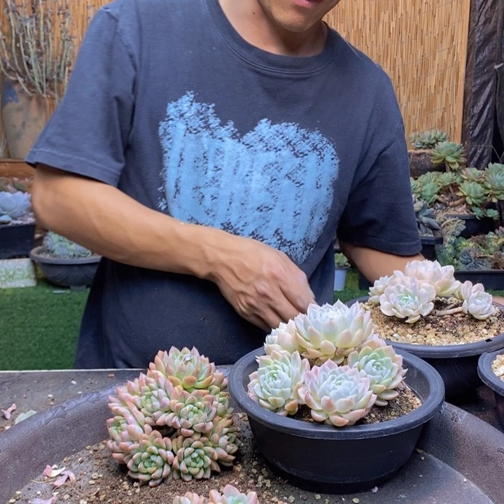 花***鼎419号香芋多肉植物