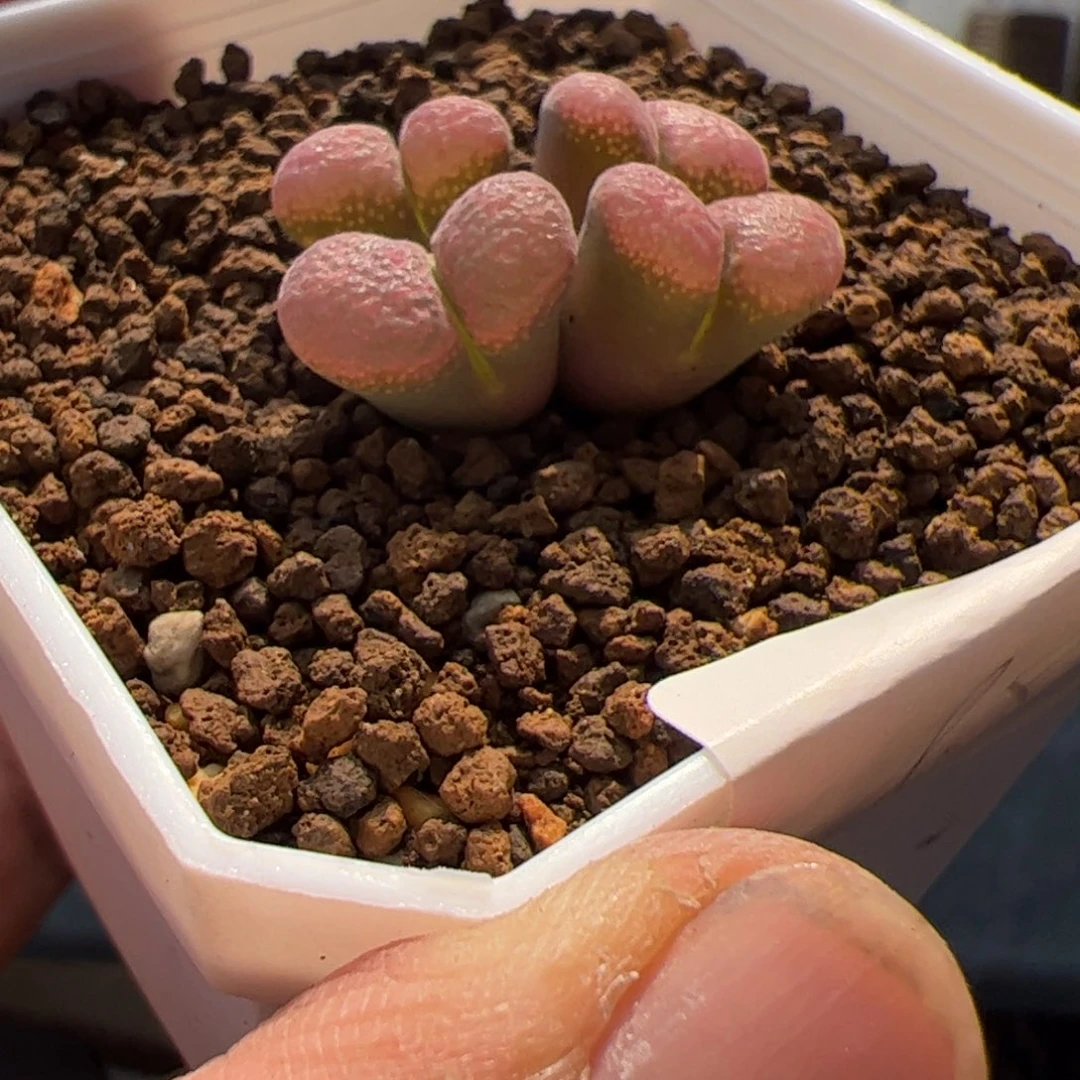 5.13风铃多肉植物98