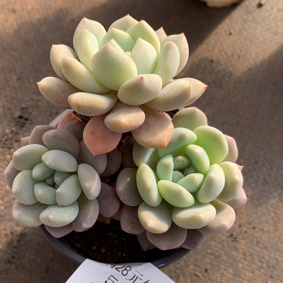 【闪购商品】云504号冰橙