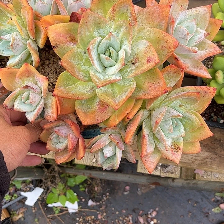 多肉植物一物一拍