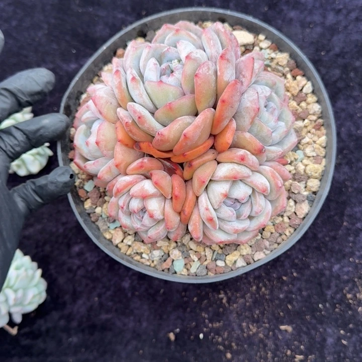 秋***叶14厘米左右一物一拍的