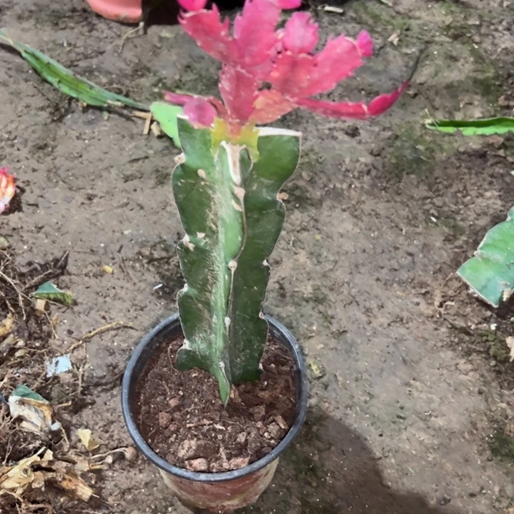 用***8当前无花栽培后可以开花083  95