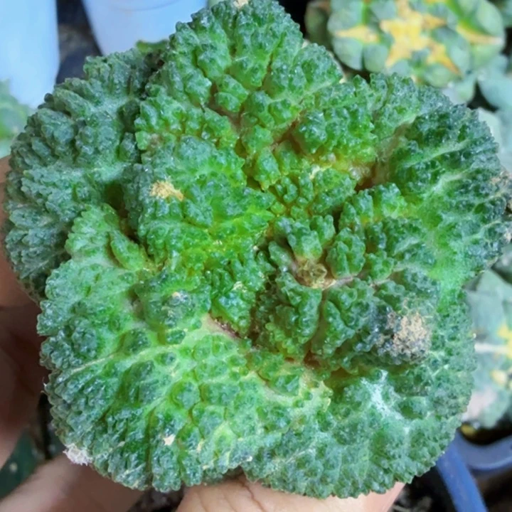 无花朵福利苗接大尤哥斯拉308