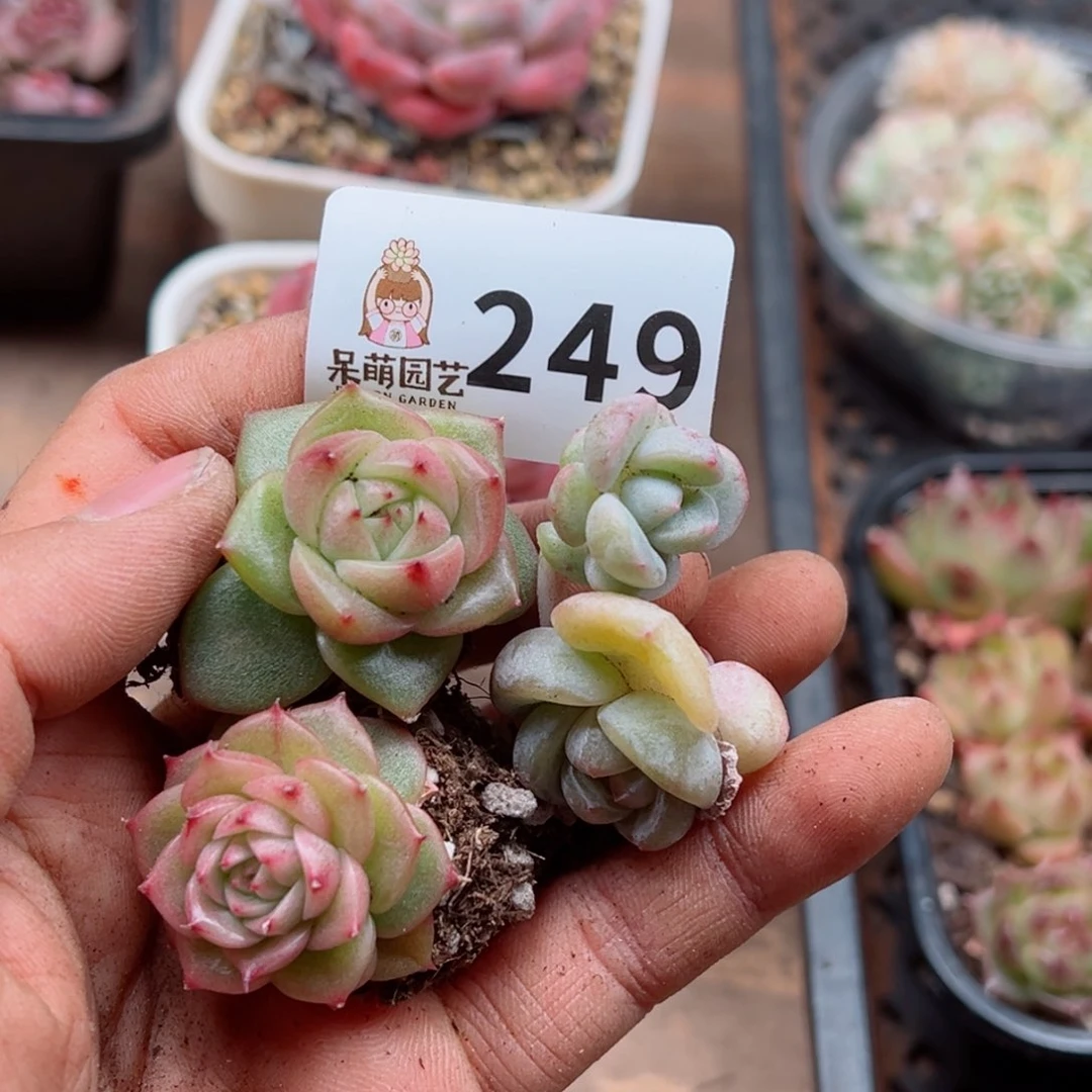 马*华多肉植物多肉植物