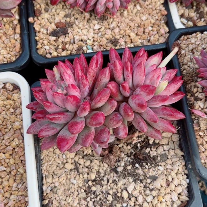 精品多肉植物老桩