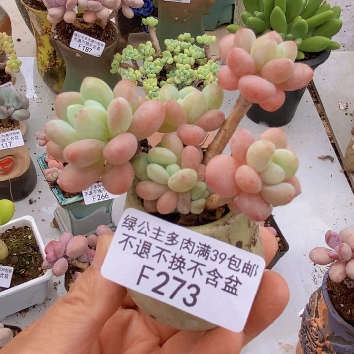 鱼子酱6cm273多肉植物