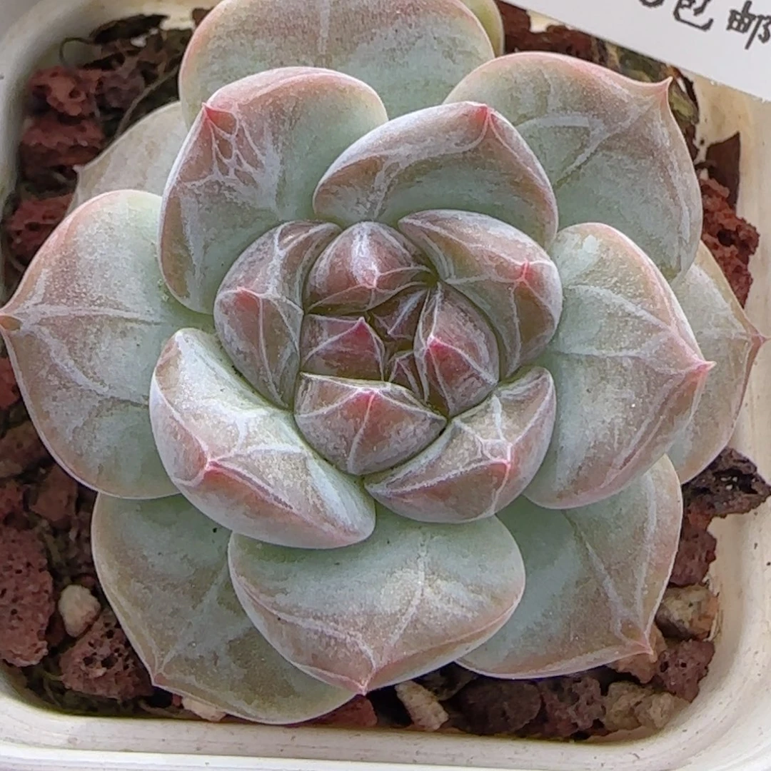 0616-170糖心糖心