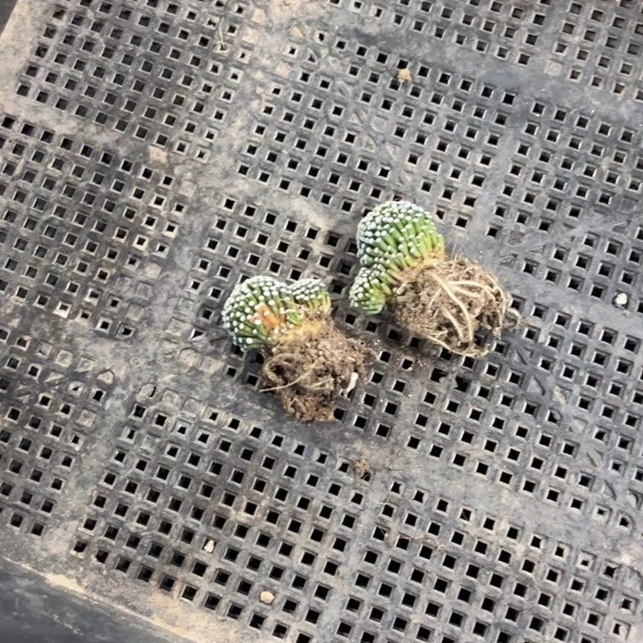 倩***贝二个好养多头8090