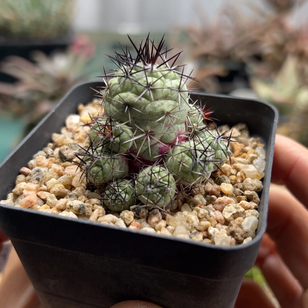 帝王丸侧芽繁殖脱土发货