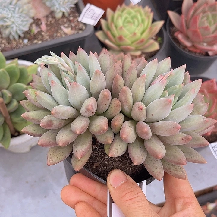 黄体水晶球0716多肉植物