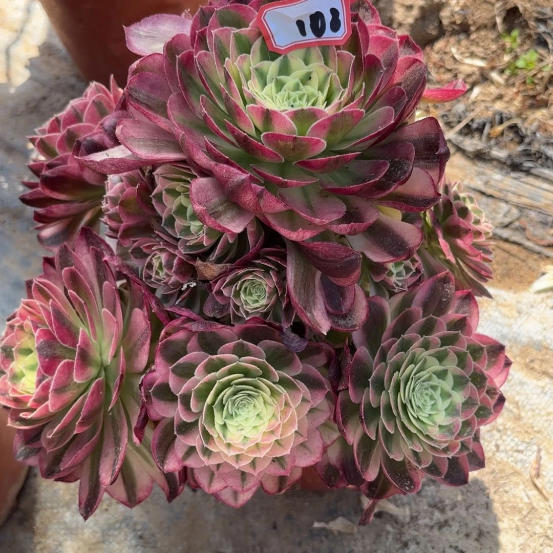 108玉滋多肉植物绿植