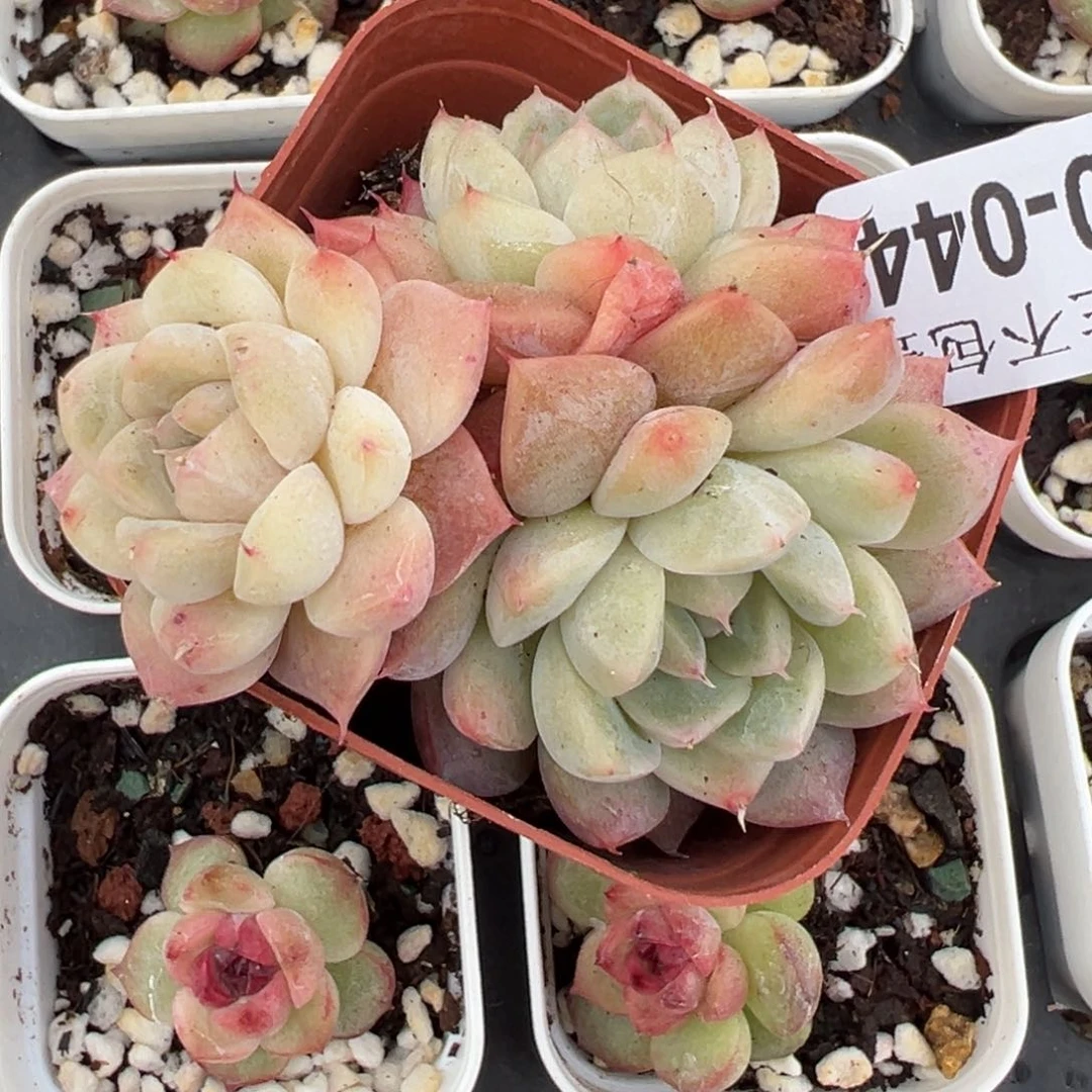 小卡拉米糖心一物一拍30-44