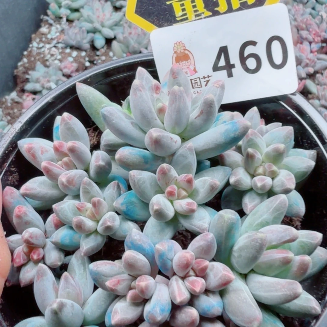 多肉植物多肉植物