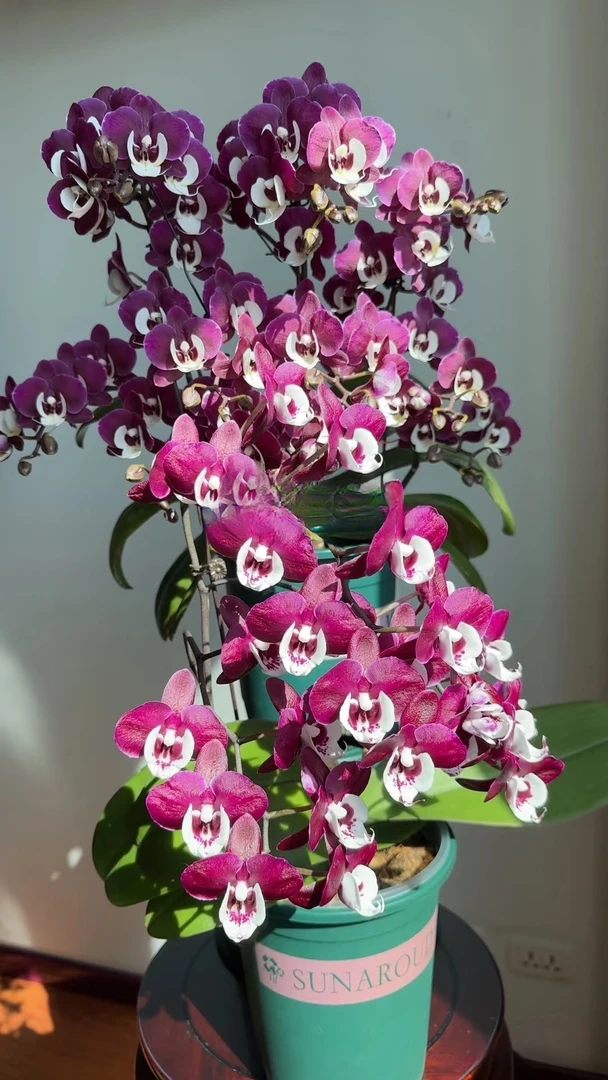 3.0寸（九九团圆）蝴蝶兰不带花剑花量多