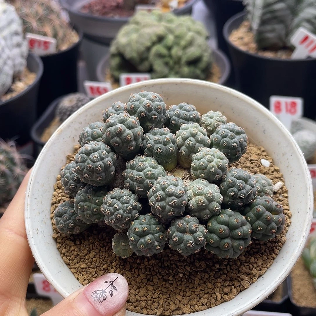 多头小型足球团扇仙人球