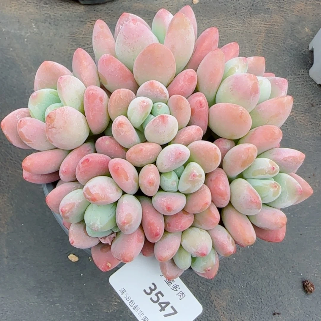 香水洛神，3547多肉