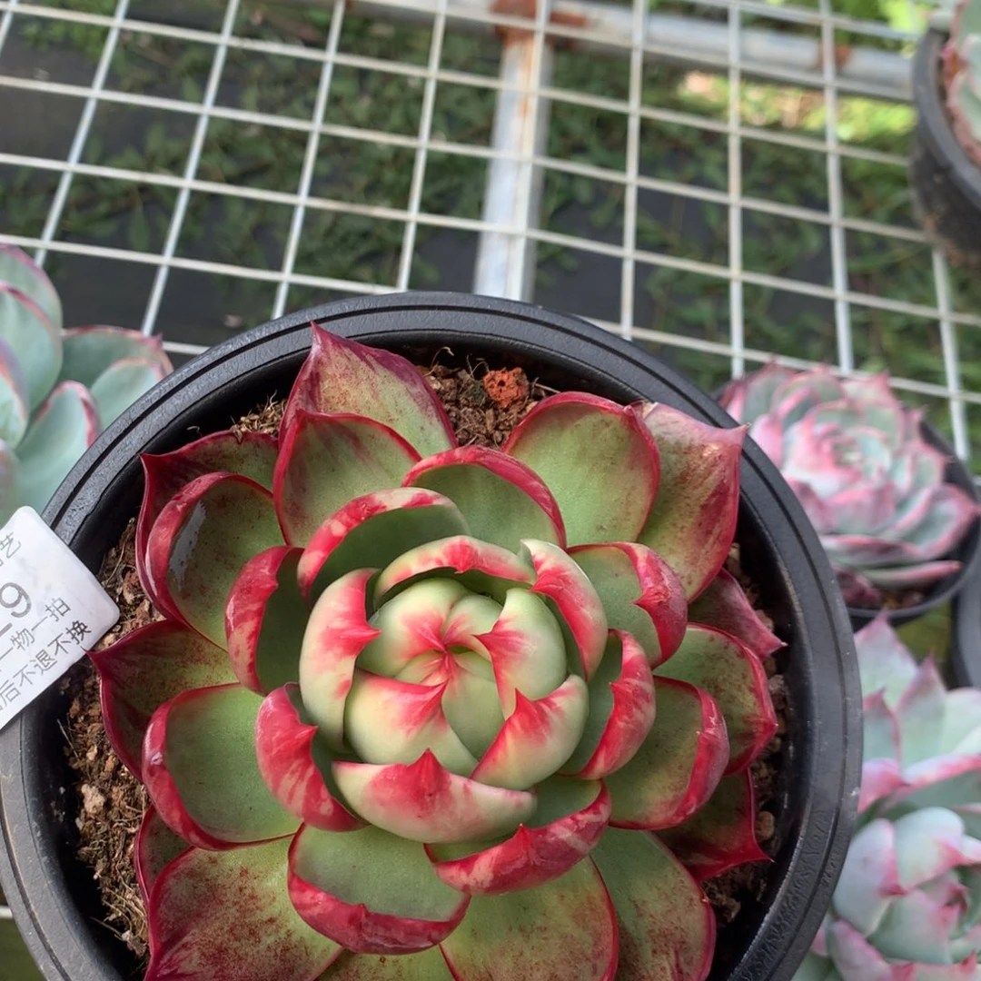 529号多肉植物12厘米