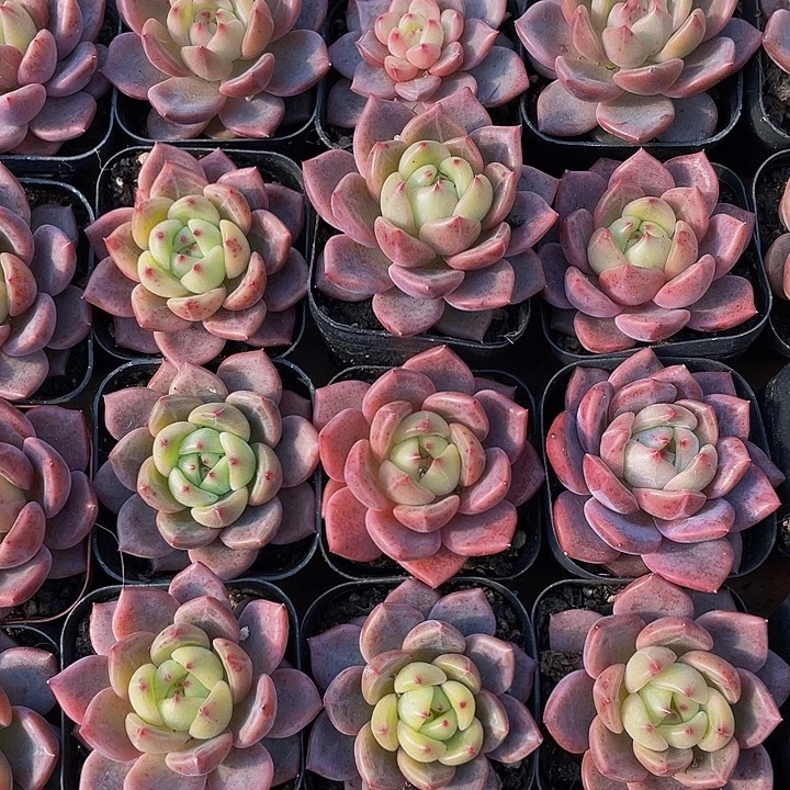 红橙3.8带盆土发货